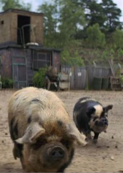 Pig Sound Effects photo