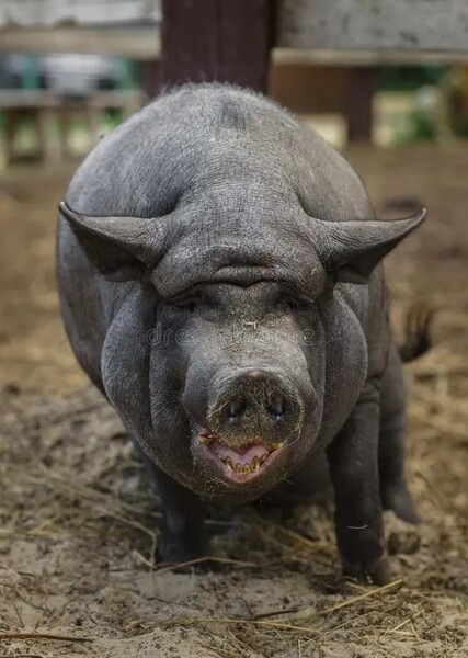 Pig Sound Effects photo