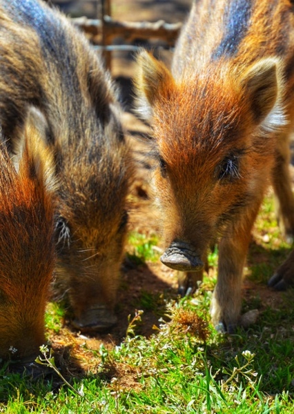 Piglet
