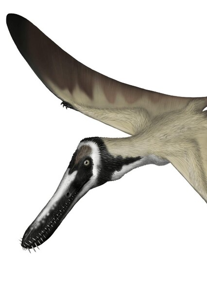 Piksi Barbarulna