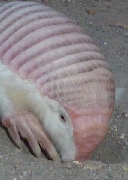 Pink Fairy Armadillo