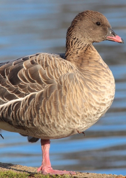 Pink-Footed Goose