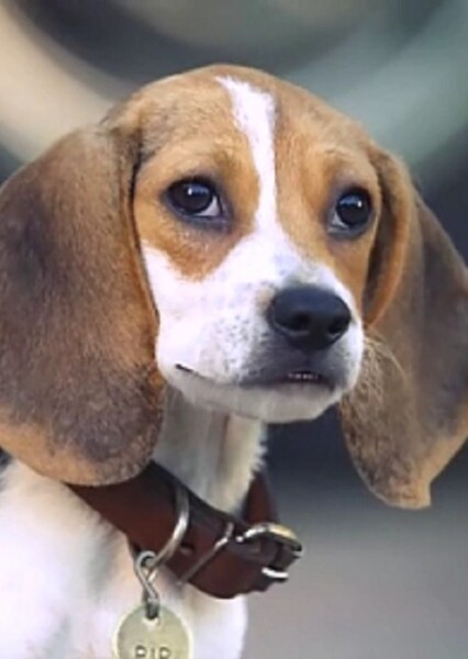 Pip (Air buddies)