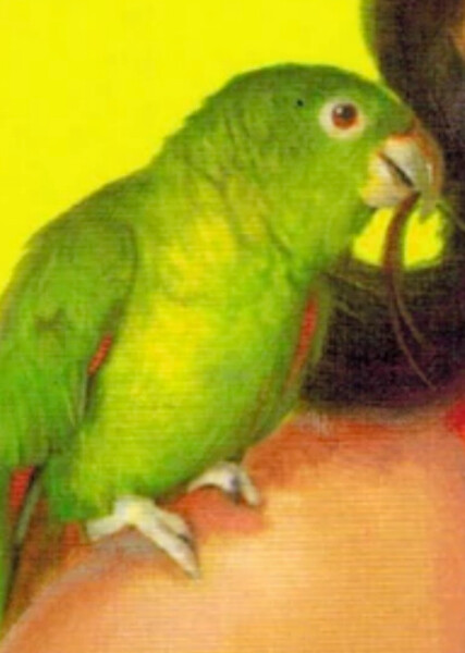 Pippi (American Girl)
