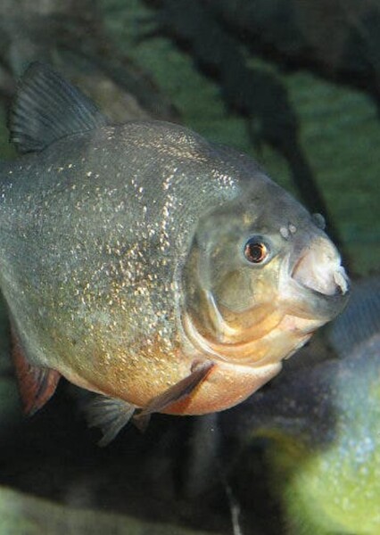 Piranha