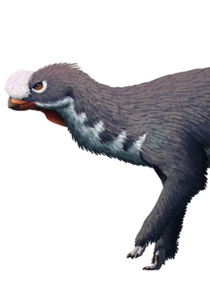 Pisanosaurus photo