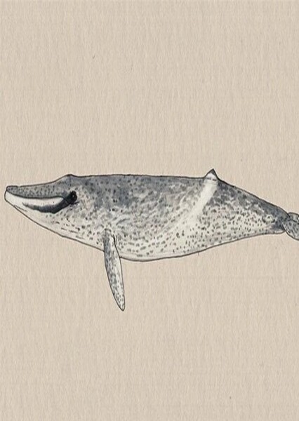 Piscobalaena