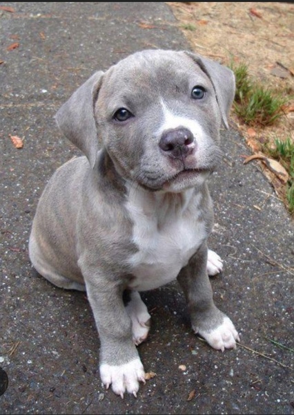 Pitbull photo