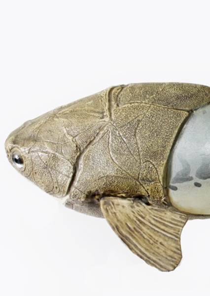 Placodermi