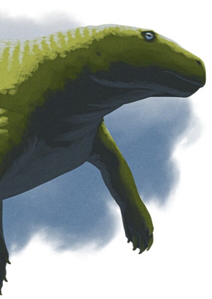 Placodus photo