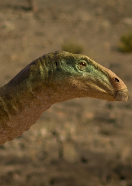 Planicoxa