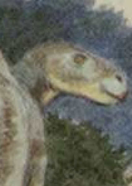 Planicoxa photo