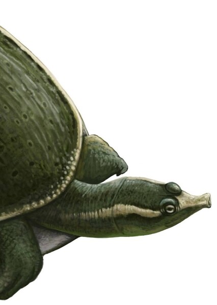 Plastomenus