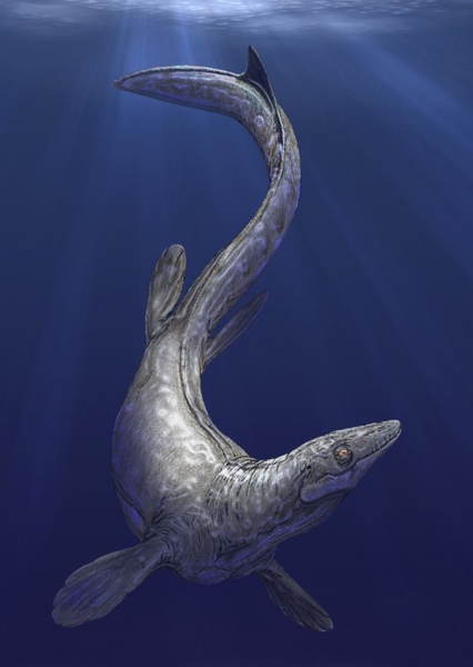 Platecarpus photo