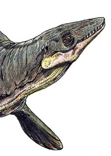 Platecarpus photo