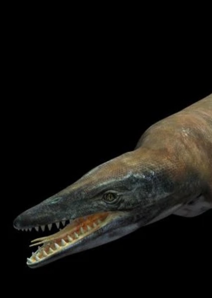 Platecarpus photo