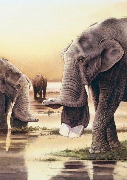 Platybelodon