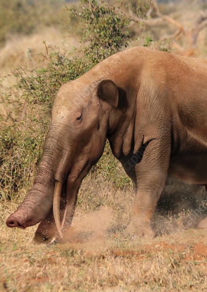 Platybelodon photo