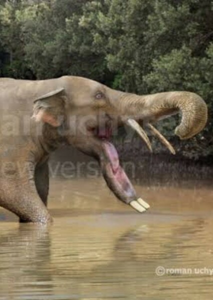 Platybelodon