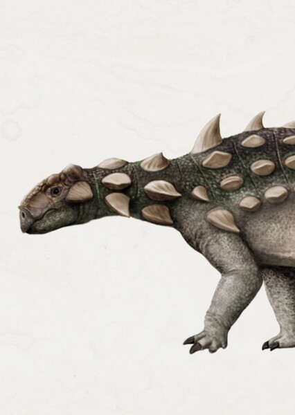 Platypelta