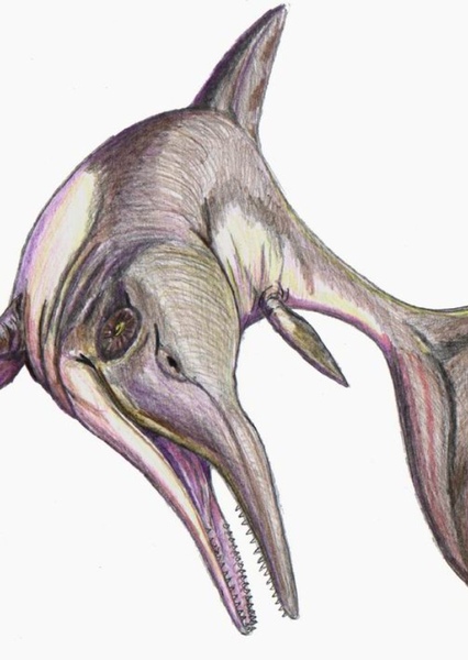Platypterygius