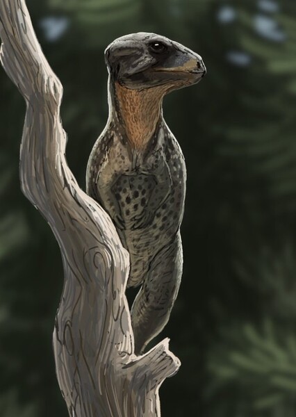 Platytholus