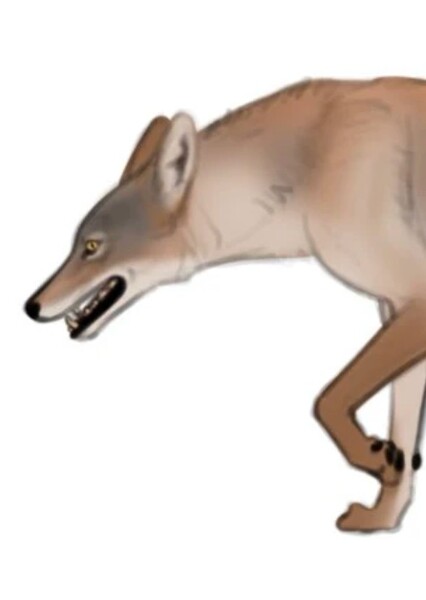 pleistocene coyotes