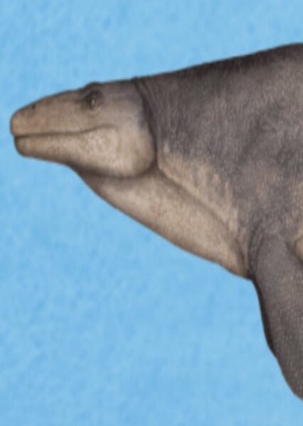 Plesioplatecarpus