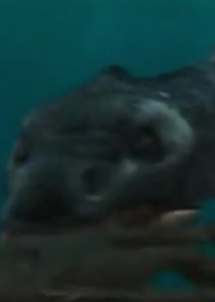 Plesiosaur photo
