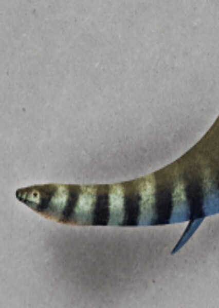 Plesiosaurus photo