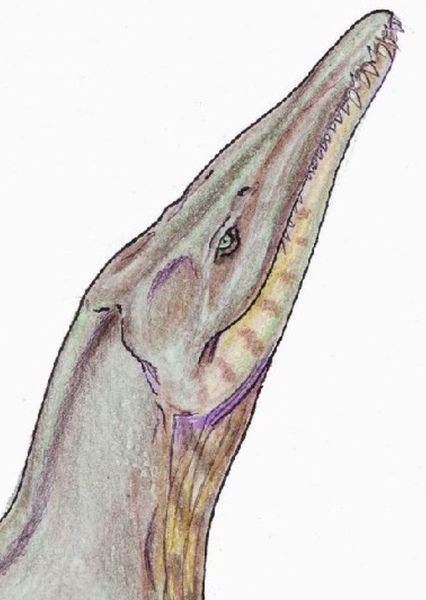 Pliosaurus photo