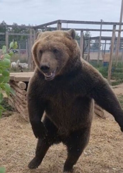 Po the Bear