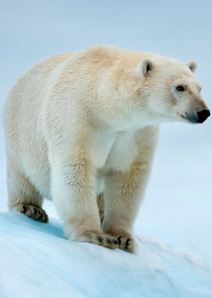 Polar Bear photo