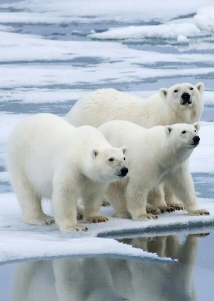 Polar Bear photo