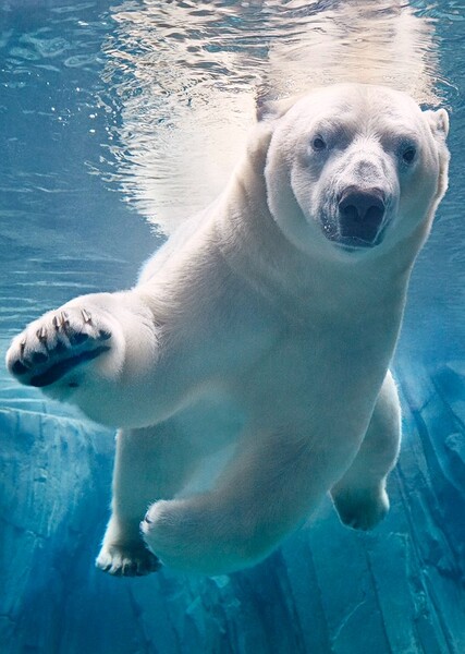 Polar Bear
