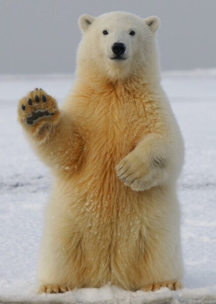 Polar Bear photo