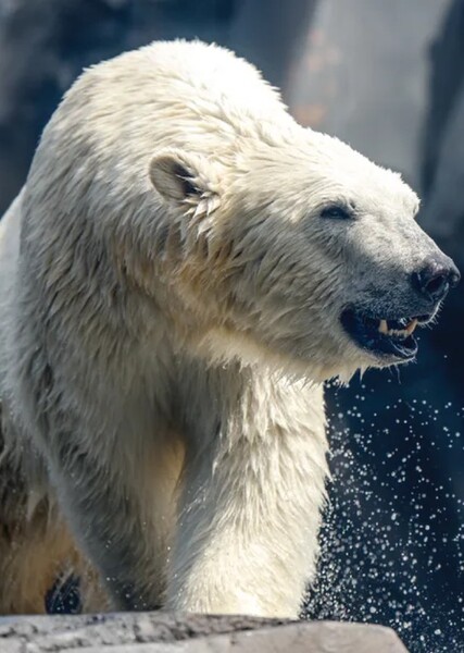 Polar Bear photo