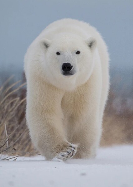 Polar Bear photo