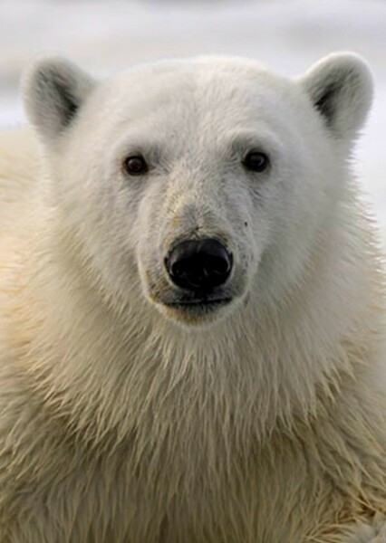 Polar Bear photo