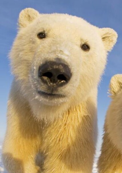 Polar Bear photo