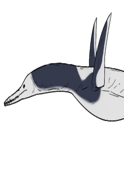 Polycotylus