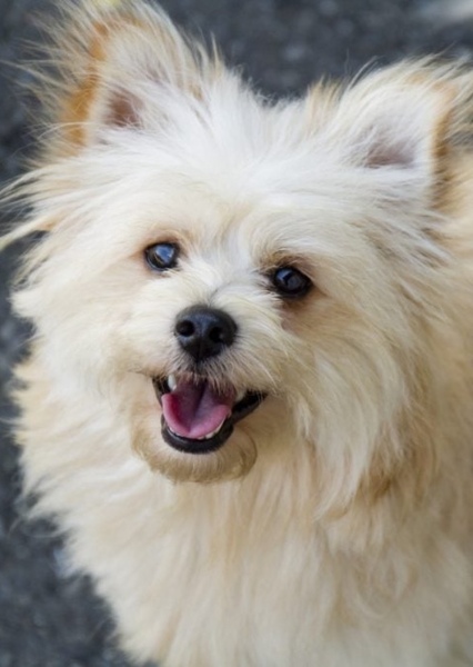 Pomapoo