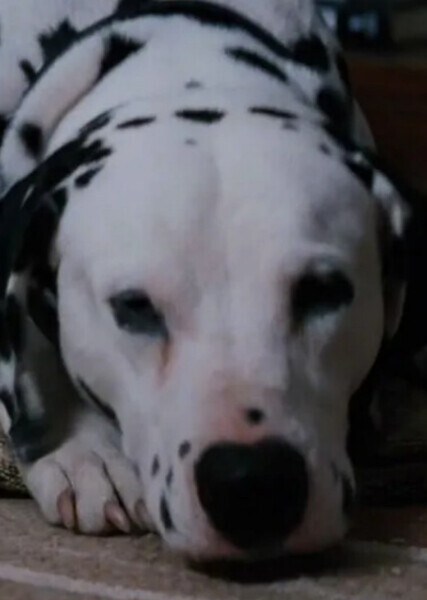 Pongo (101 Dalmatians) photo