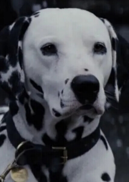 Pongo (101 Dalmatians) photo