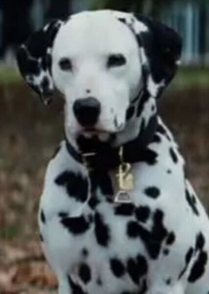 Pongo (101 Dalmatians) photo
