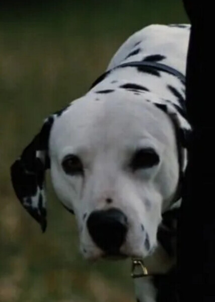 Pongo (101 Dalmatians) photo