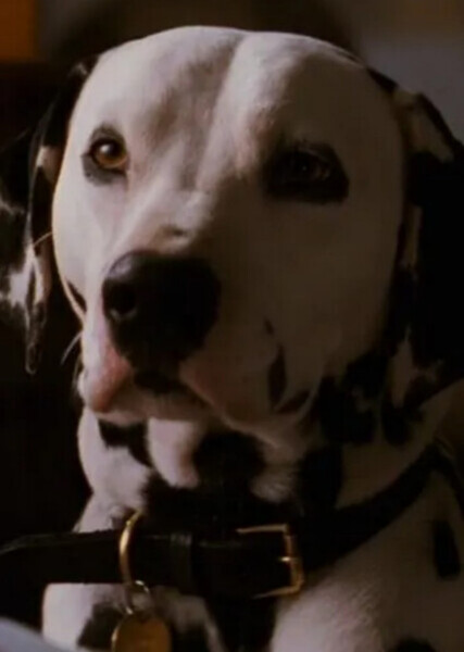 Pongo (101 Dalmatians) photo
