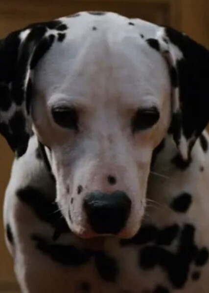 Pongo (101 Dalmatians) photo