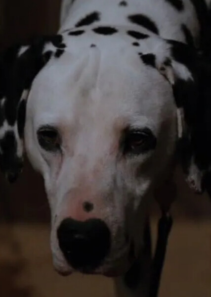Pongo (101 Dalmatians) photo