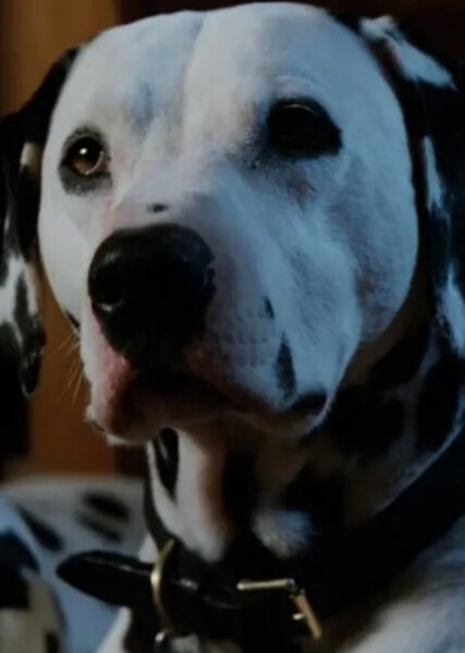 Pongo (101 Dalmatians) photo